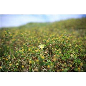 Canon (キヤノン) RF28-70mm F2.8 IS STM