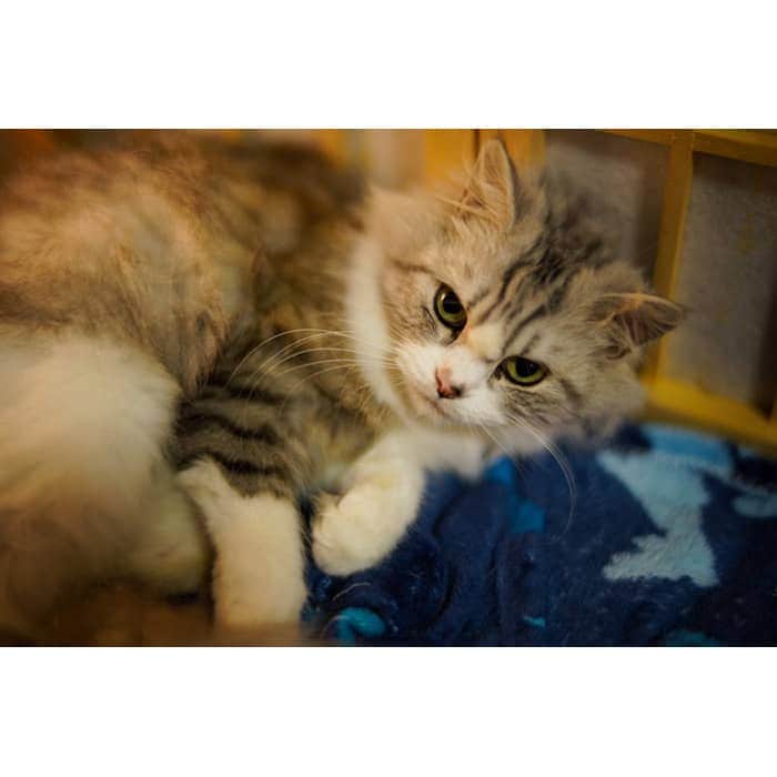 LAOWA Argus FF II 45mm F0.95（ソニーE用） 新品)LAOWA （ラオワ） Argus FF II 45mm F0.95（ソニーE用/フルサイズ