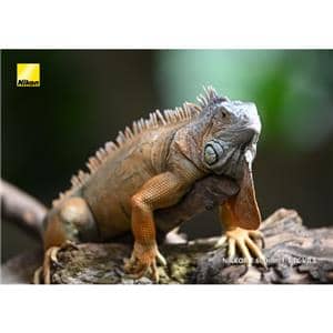 Nikon (ニコン) NIKKOR Z 600mm F4 TC VR S