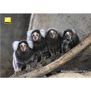 Nikon (ニコン) NIKKOR Z 600mm F4 TC VR S