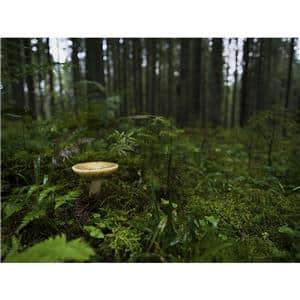 HASSELBLAD (ハッセルブラッド) XCD 28mm F4 P