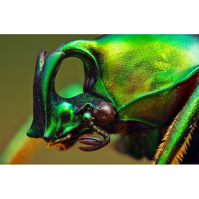 新品)LAOWA （ラオワ） 25mm F2.8 2.5-5X ULTRA MACRO（ニコンZ用