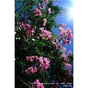 FUJIFILM (フジフイルム) X-T30 III XC13-33mmレンズキット シルバー