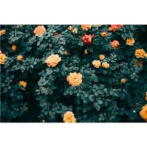 SG-image（エスジーイメージ） AF 25mm F1.8 STM（フジフイルムX用） シルバー