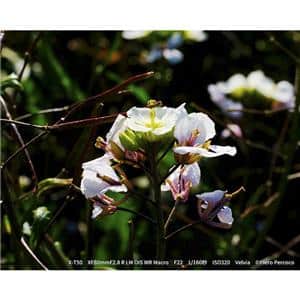 FUJIFILM (フジフイルム) X-T50 XC15-45mmレンズキット シルバー