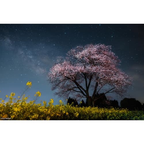 新品)Kenko (ケンコー) スターリーナイト プロソフトン 49mm（商品ID