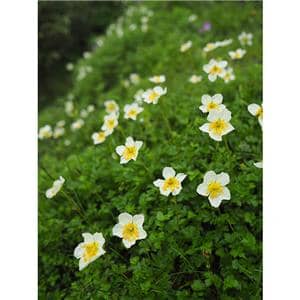 OM SYSTEM（オーエムシステム） M.ZUIKO DIGITAL 17mm F1.8 II