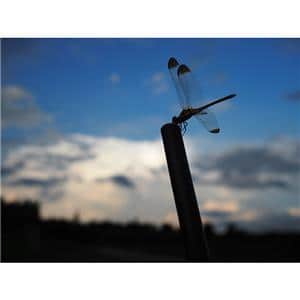 OM SYSTEM（オーエムシステム） M.ZUIKO DIGITAL 17mm F1.8 II