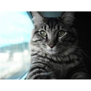 OM SYSTEM（オーエムシステム） M.ZUIKO DIGITAL 17mm F1.8 II