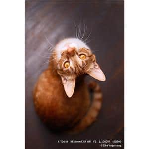 FUJIFILM (フジフイルム) X-T30 III ボディ ブラック