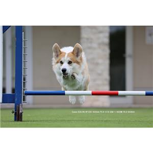 Canon (キヤノン) RF100-400mm F5.6-8 IS USM