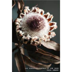 FUJIFILM (フジフイルム) フジノン XF30mm F2.8 R LM WR MACRO