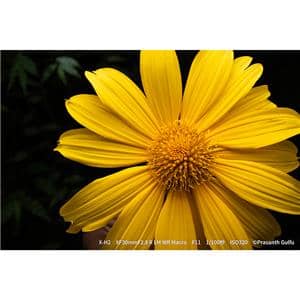 FUJIFILM (フジフイルム) フジノン XF30mm F2.8 R LM WR MACRO