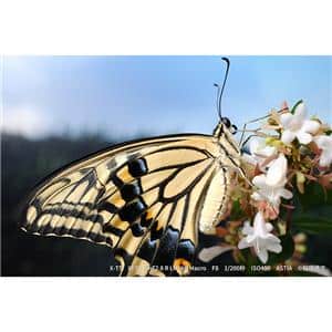 FUJIFILM (フジフイルム) フジノン XF30mm F2.8 R LM WR MACRO