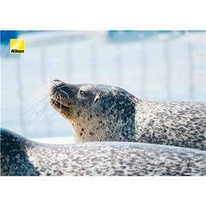 Nikon (ニコン) NIKKOR Z 28-400mm F4-8 VR