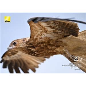 Nikon (ニコン) Z8