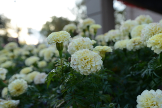 レンズ(ズーム) LUMIX G VARIO 45-200mm/F4.0-5.6 オリジナルグッズの購入、価格検討ならカメラ・交換レンズ通販の