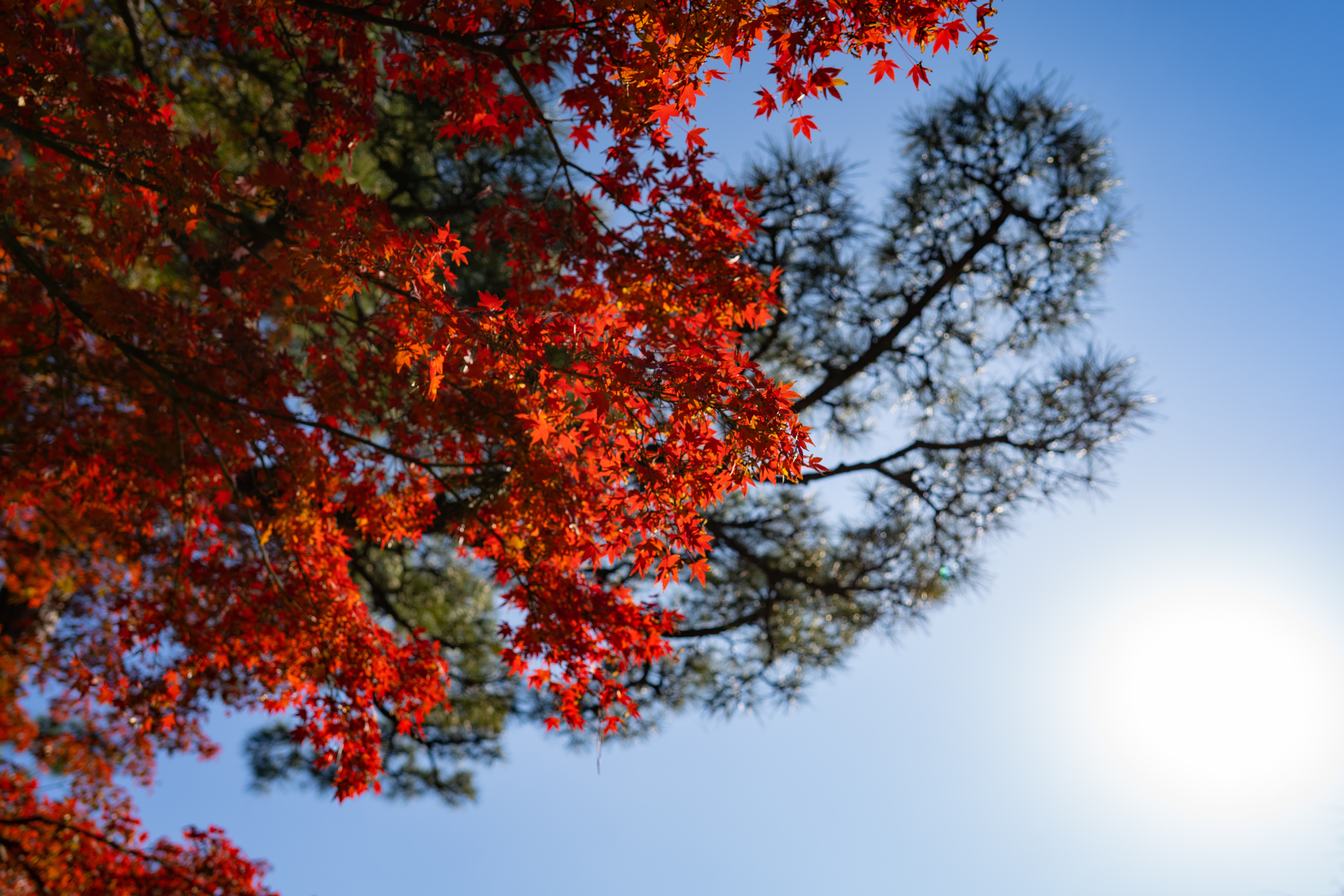 コミュレビ」「エブリバディ・コンシェルジュ」｜マップカメラ｜日本