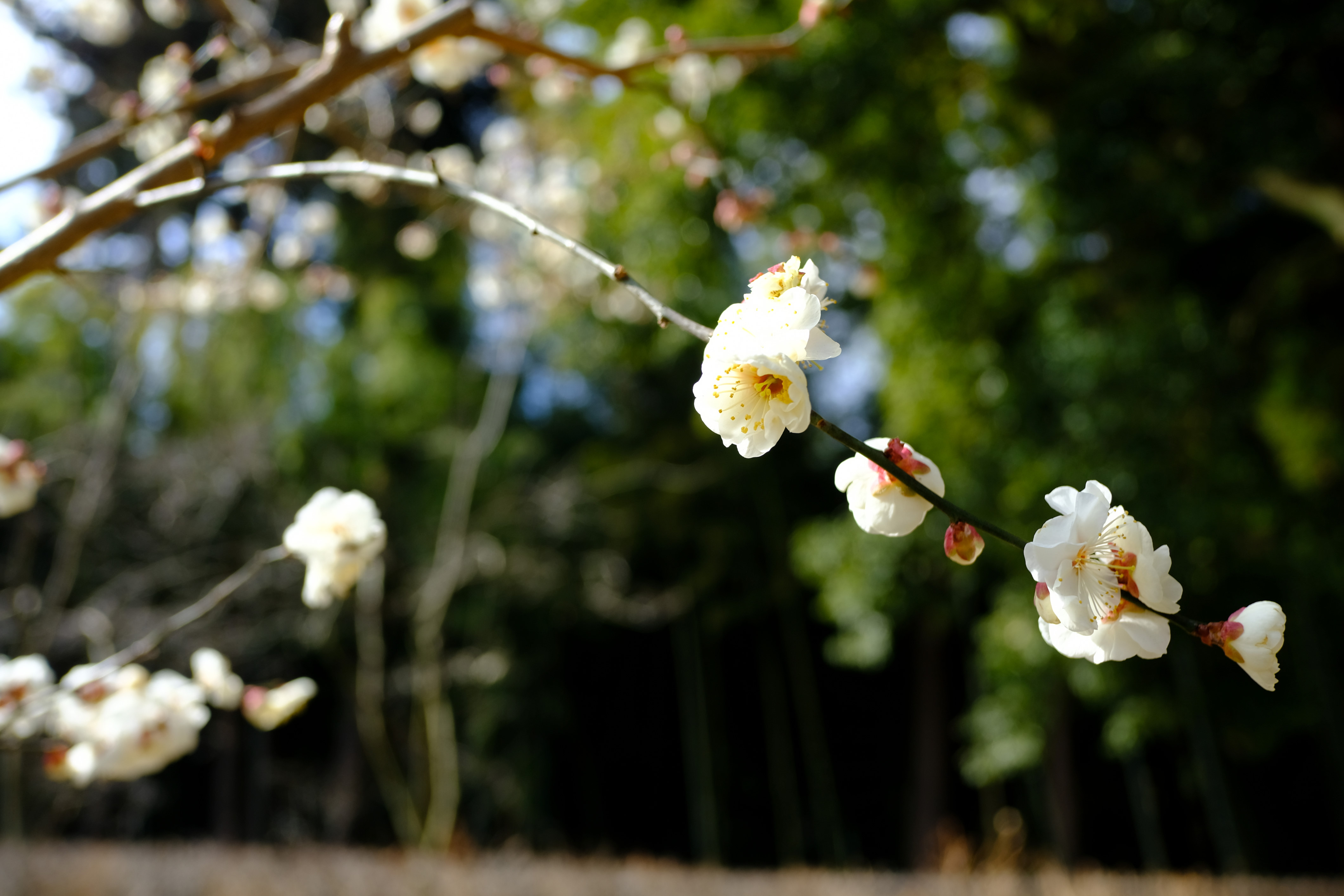 レンズ(ズーム) Nikon AF-S 55-300mm F4.5-5.6 G ED VR コミュレビ」「エブリバディ・コンシェルジュ」｜マップカメラ