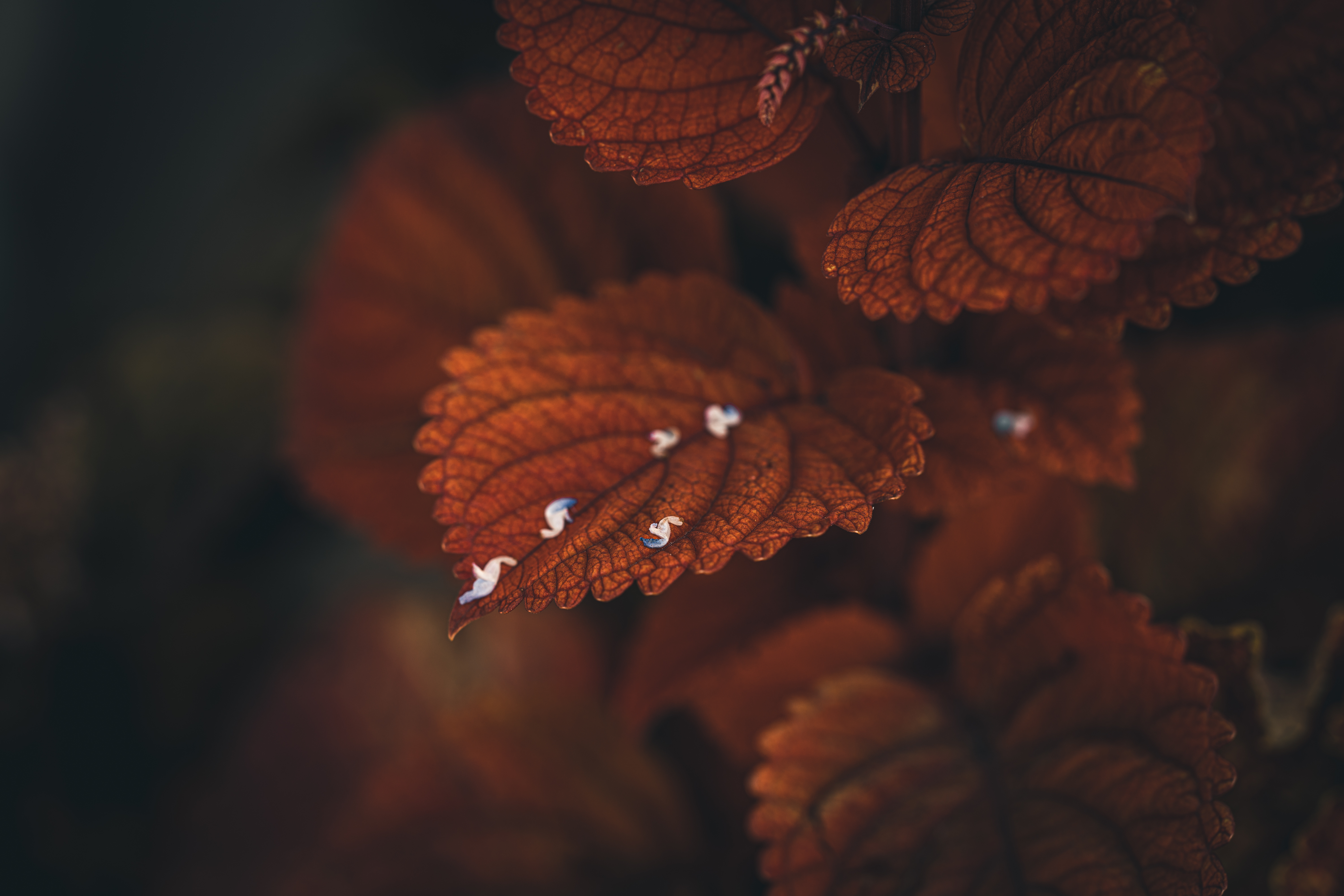 ニコン 1 NIKKOR 18.5mm f/1.8 ブラック コミュレビ」「エブリバディ・コンシェルジュ」｜マップカメラ｜日本