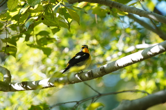 Nikon 1 NIKKOR 18.5mm f/1.8レンズ コミュレビ」「エブリバディ・コンシェルジュ」｜マップカメラ｜日本