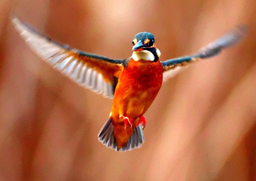 コミュレビ」「エブリバディ・コンシェルジュ」｜マップカメラ｜日本