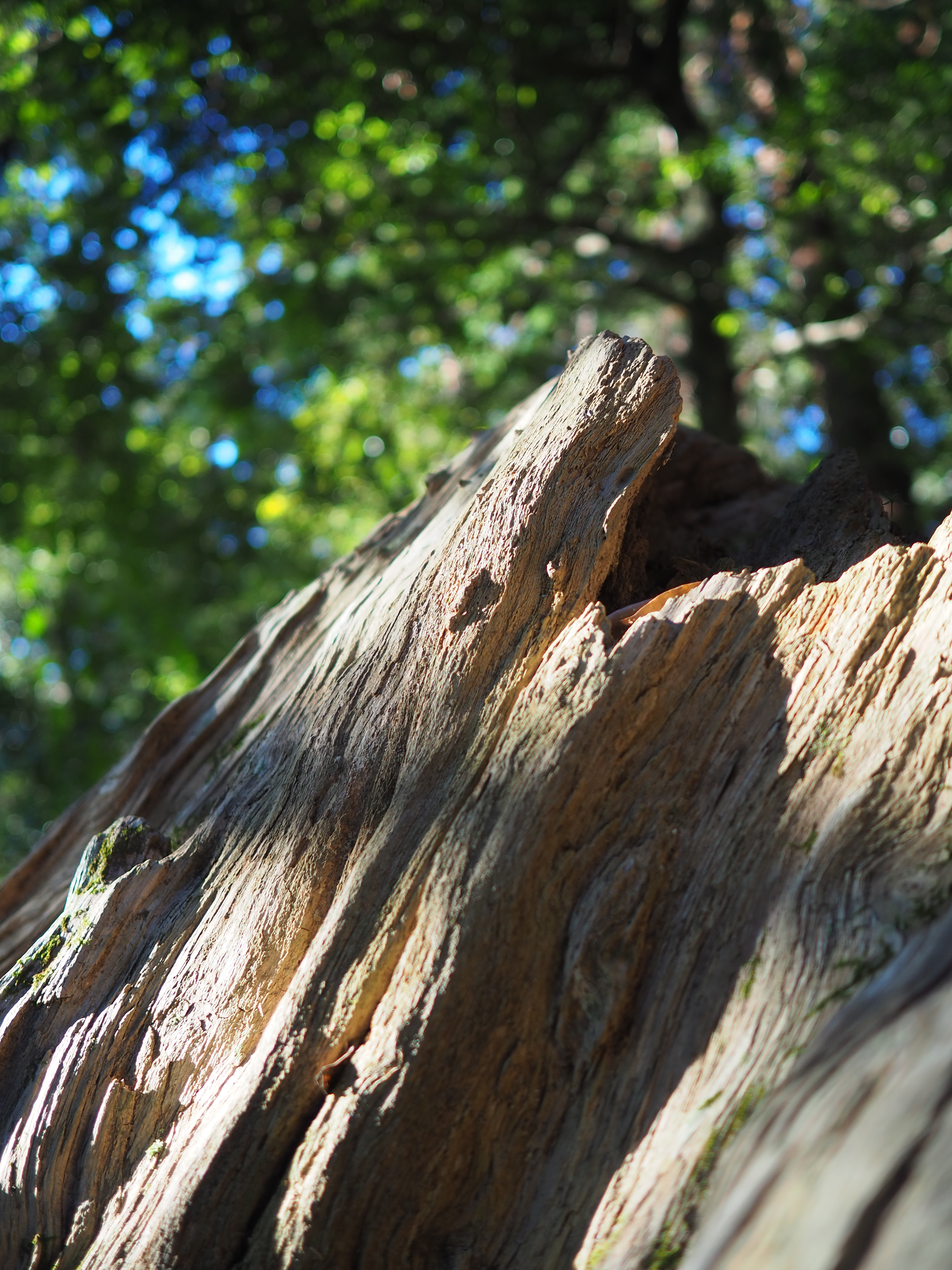 コミュレビ」「エブリバディ・コンシェルジュ」｜マップカメラ｜日本