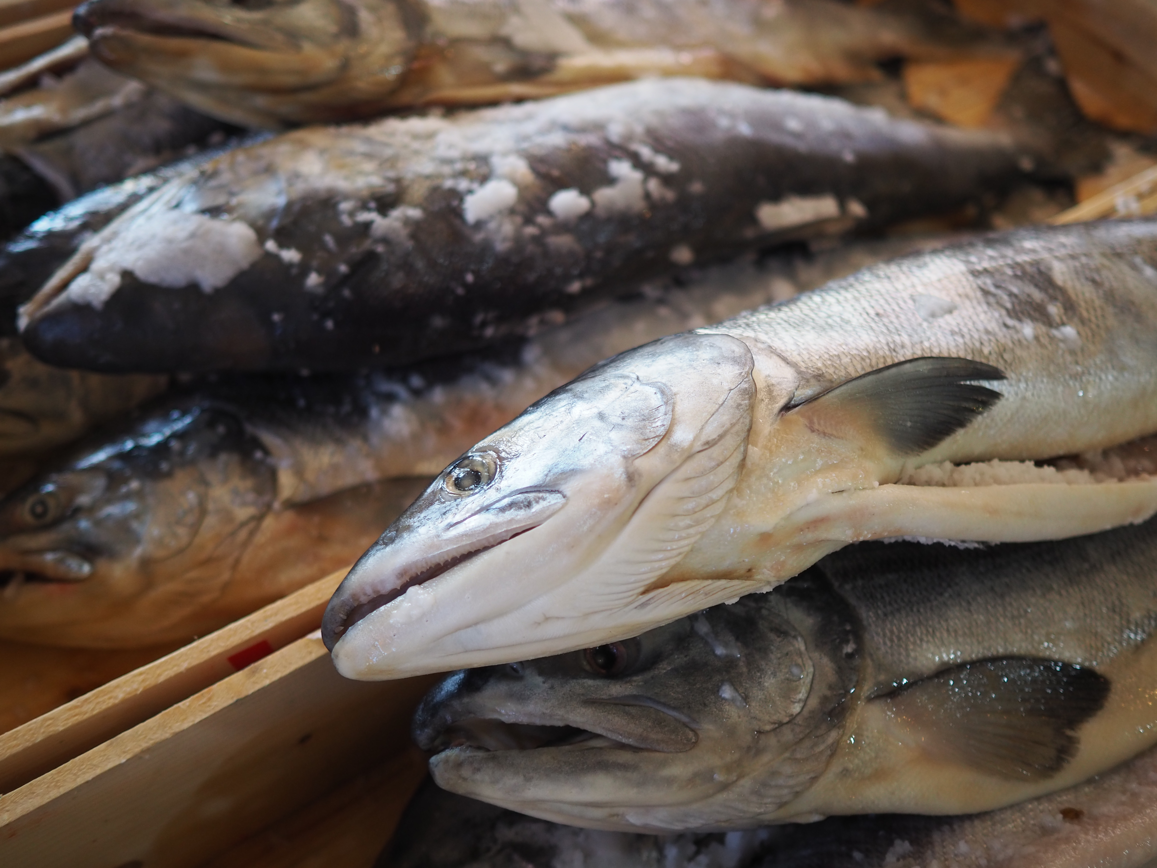 TAMRON 16-300mm F3.5-6.3 VC PZD キヤノン コミュレビ」「エブリバディ・コンシェルジュ」｜マップカメラ｜日本