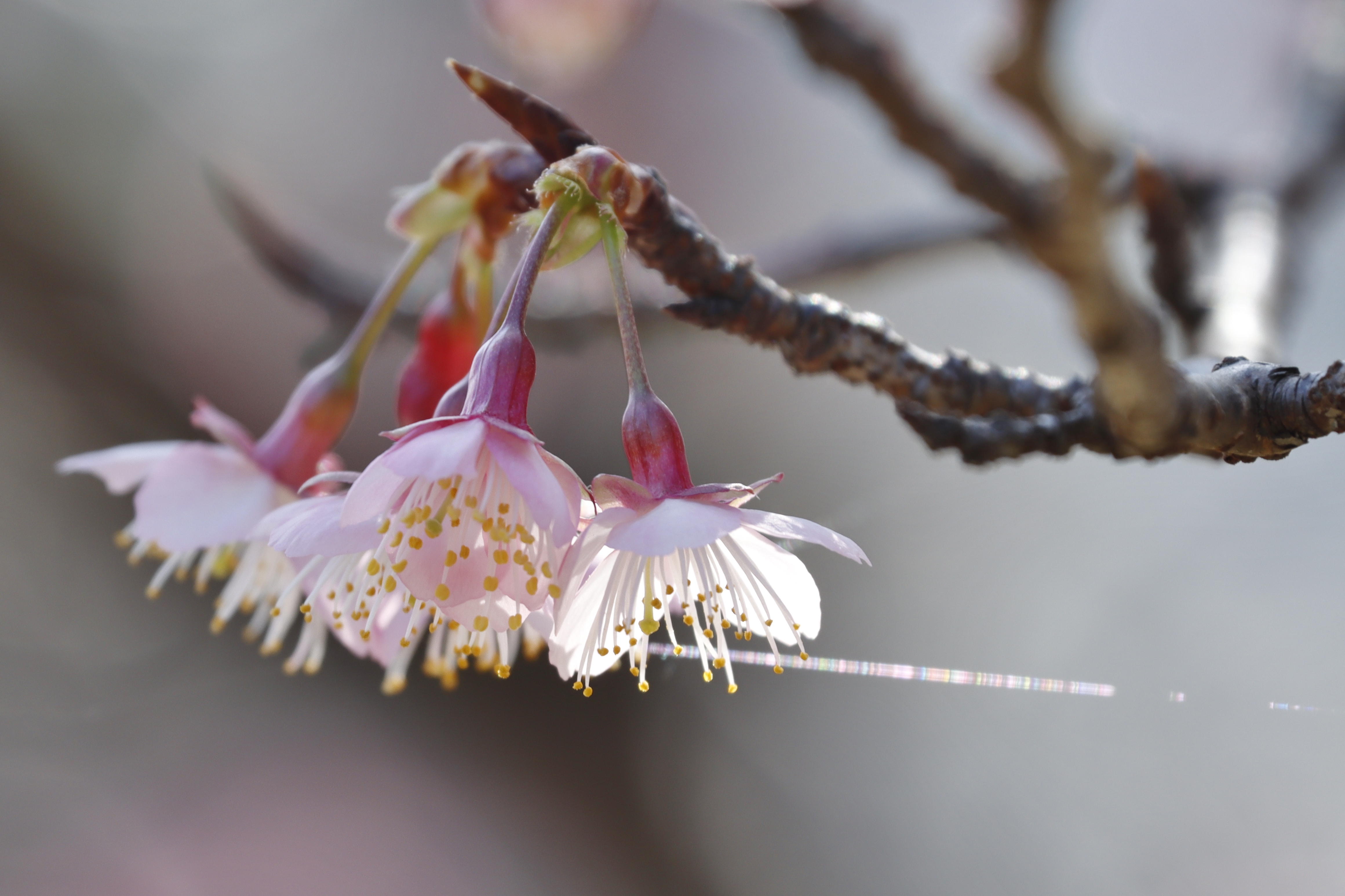 コミュレビ」「エブリバディ・コンシェルジュ」｜マップカメラ｜日本