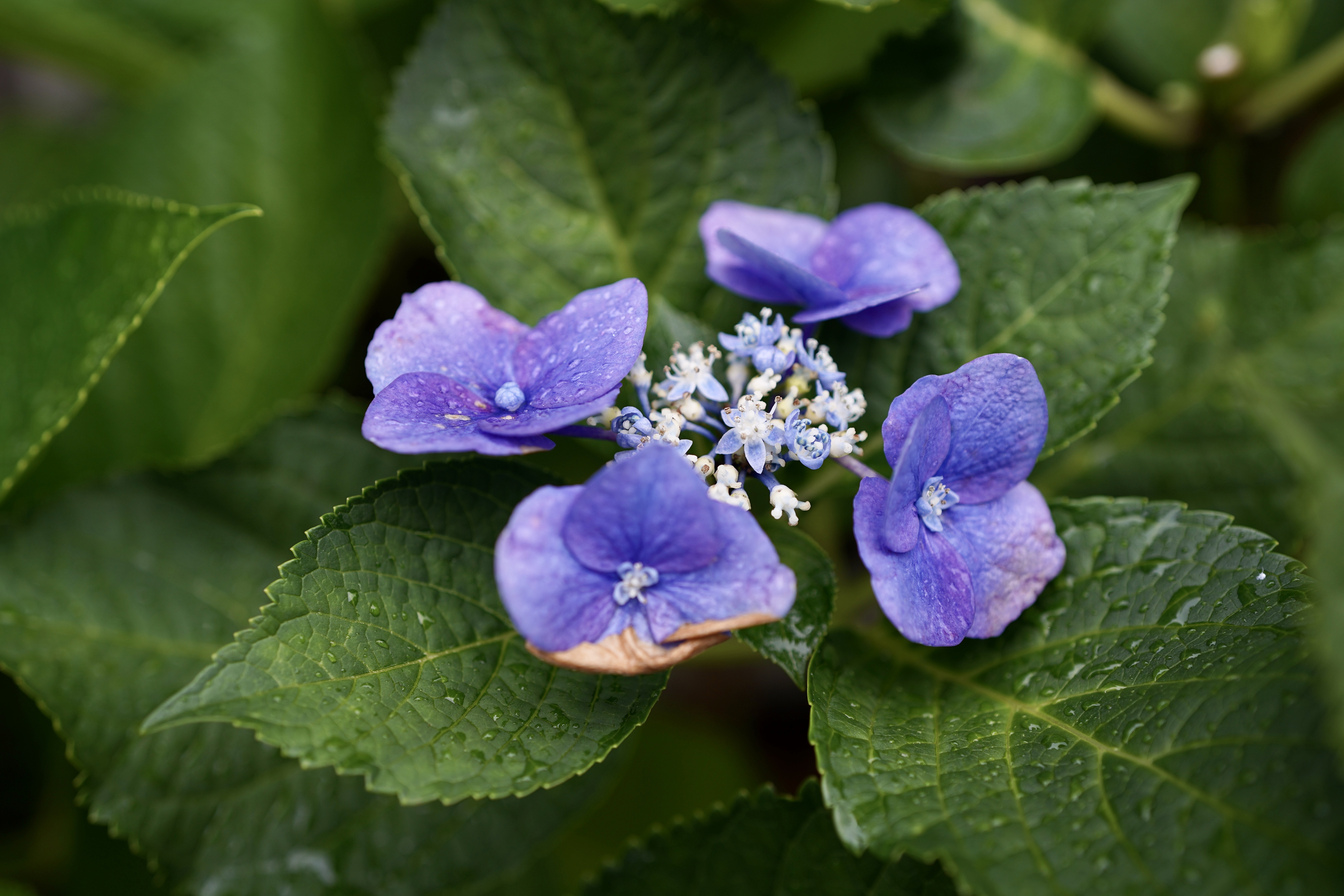 コミュレビ」「エブリバディ・コンシェルジュ」｜マップカメラ｜日本