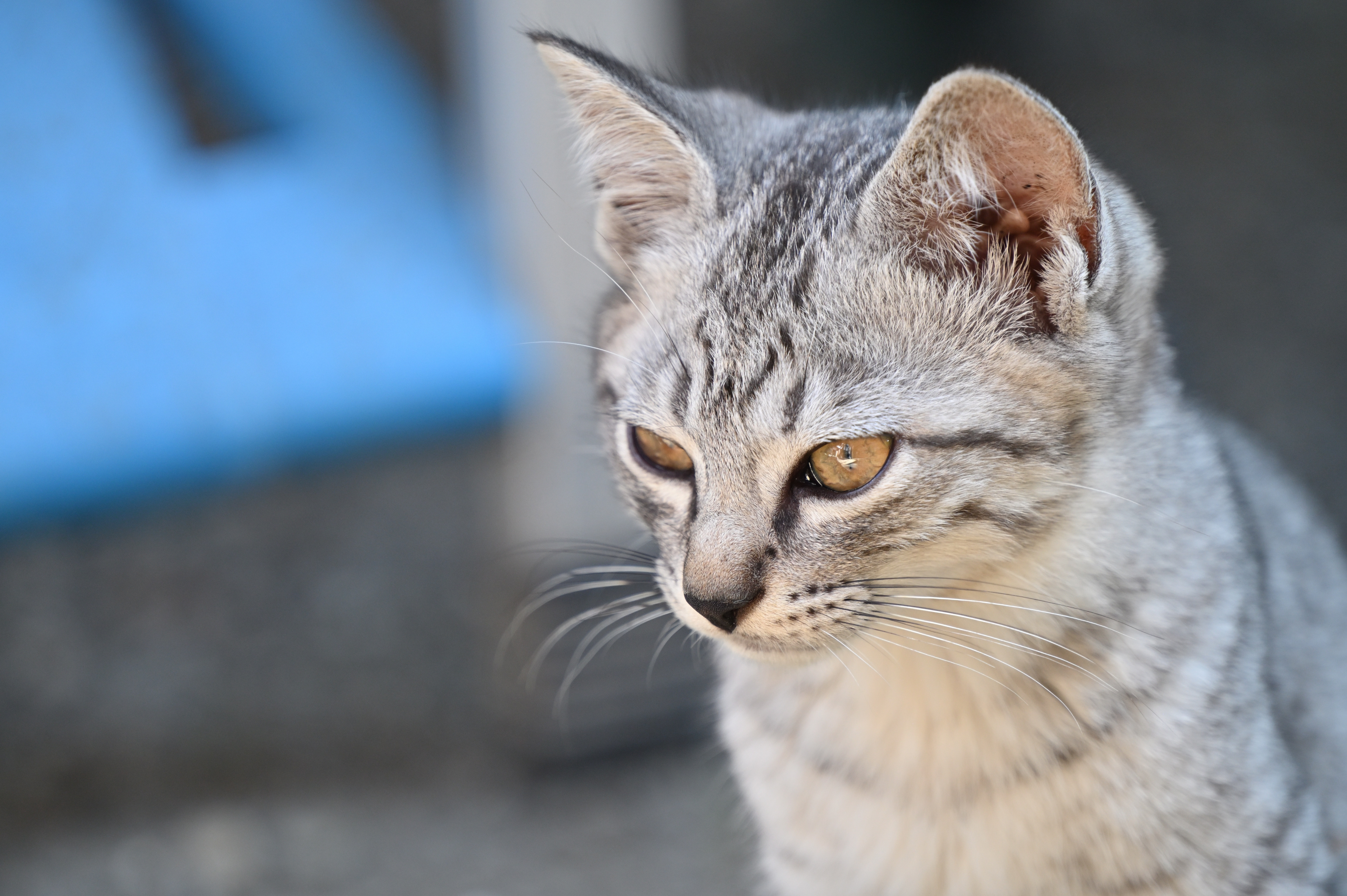 新品)Nikon (ニコン) Z TELECONVERTER TC-2.0x（商品ID：4960759904324