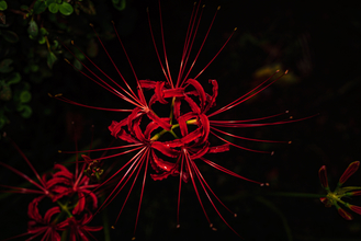 レンズ(ズーム) Vario-Sonnar T*28-85mm F3.3-4/Carl Zeiss 楽天市場】【中古】 ソニー SONY 標準ズームレンズ Vario-Sonnar T* DT