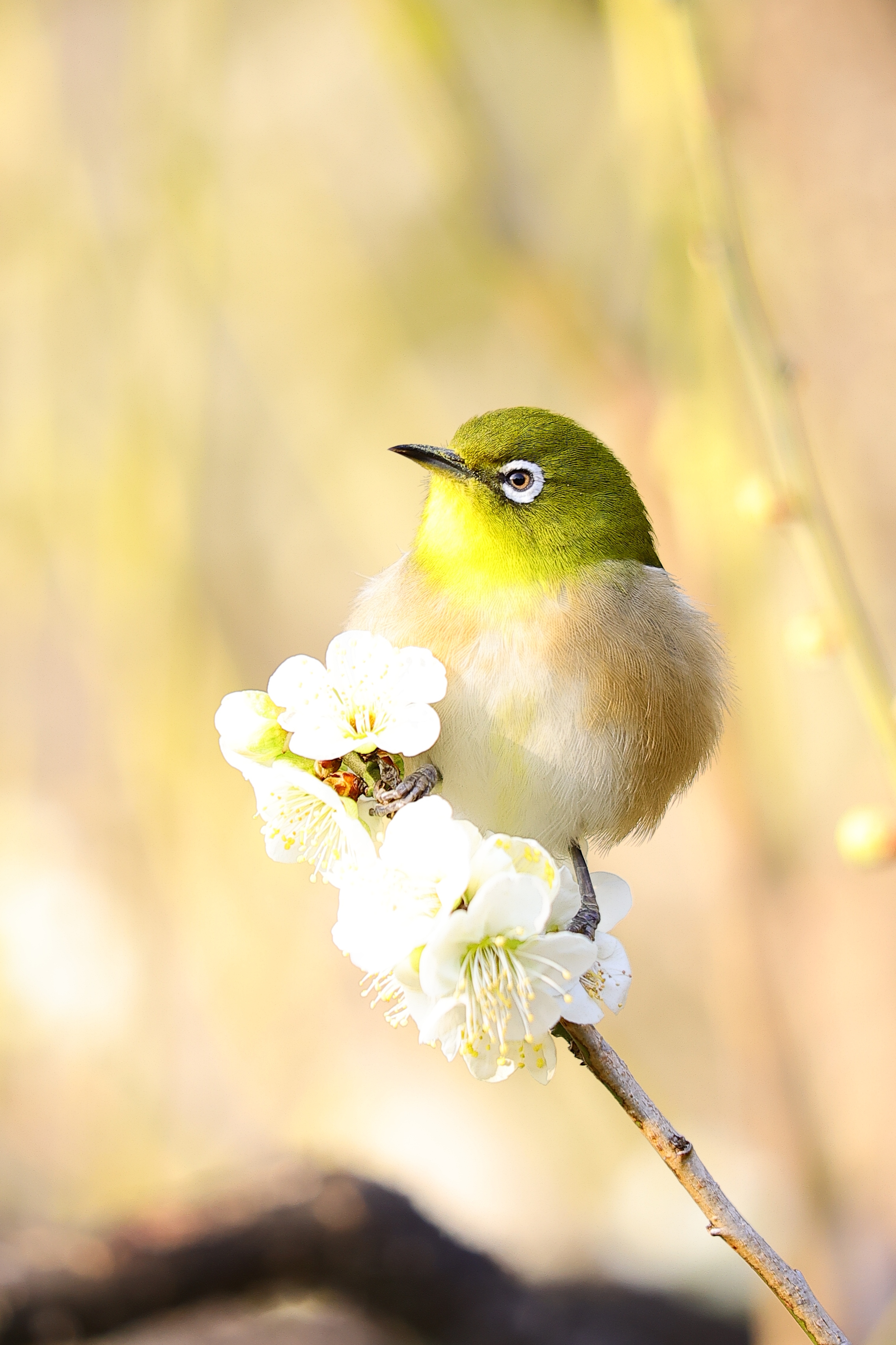 Canon超美品　RF-S18-45mm F4.5-6.3 IS STM コミュレビ」「エブリバディ・コンシェルジュ」｜マップカメラ｜日本