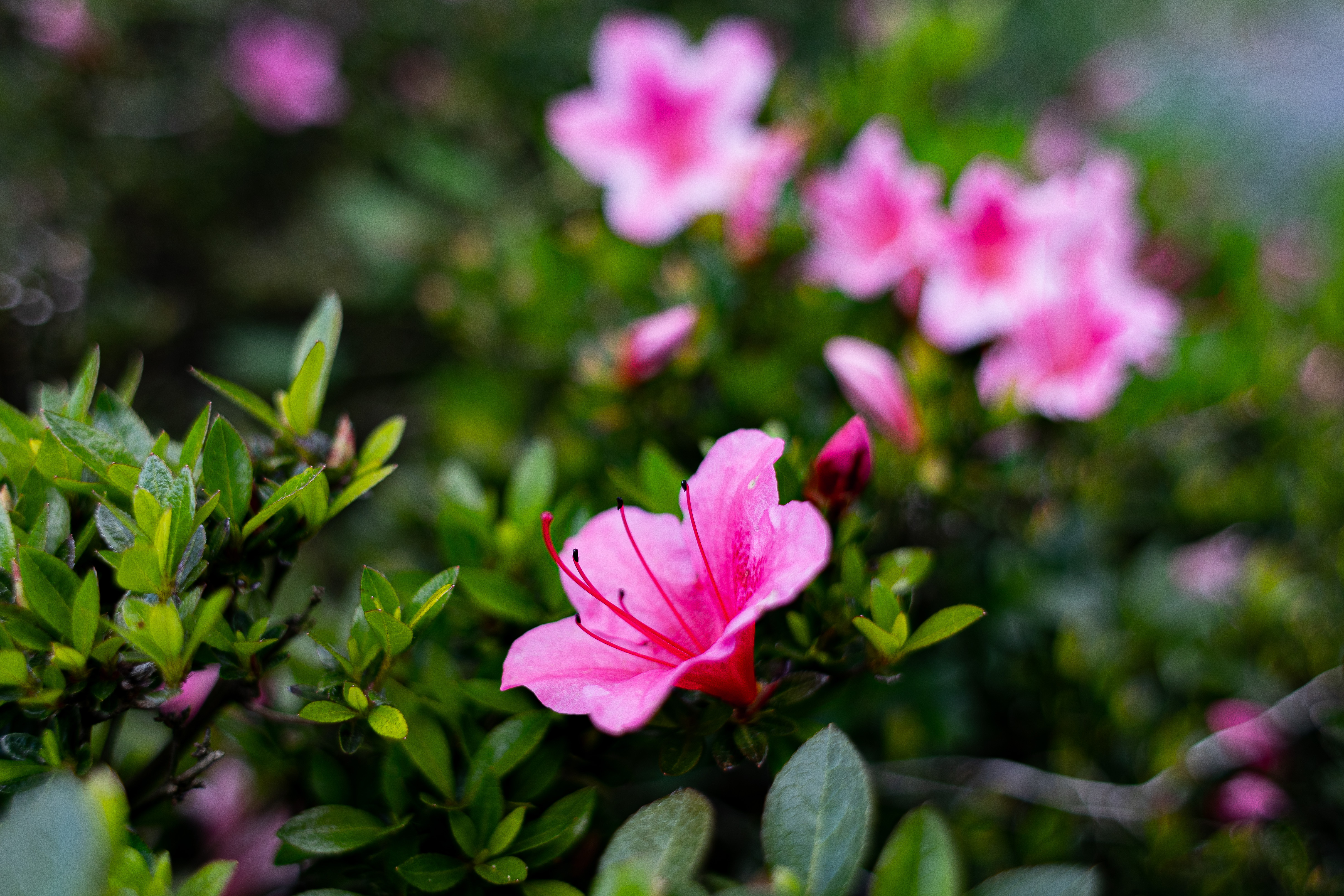 【美品級】 OLYMPUS 40-150mm F4.0-5.6 R シルバー コミュレビ」「エブリバディ・コンシェルジュ」｜マップカメラ