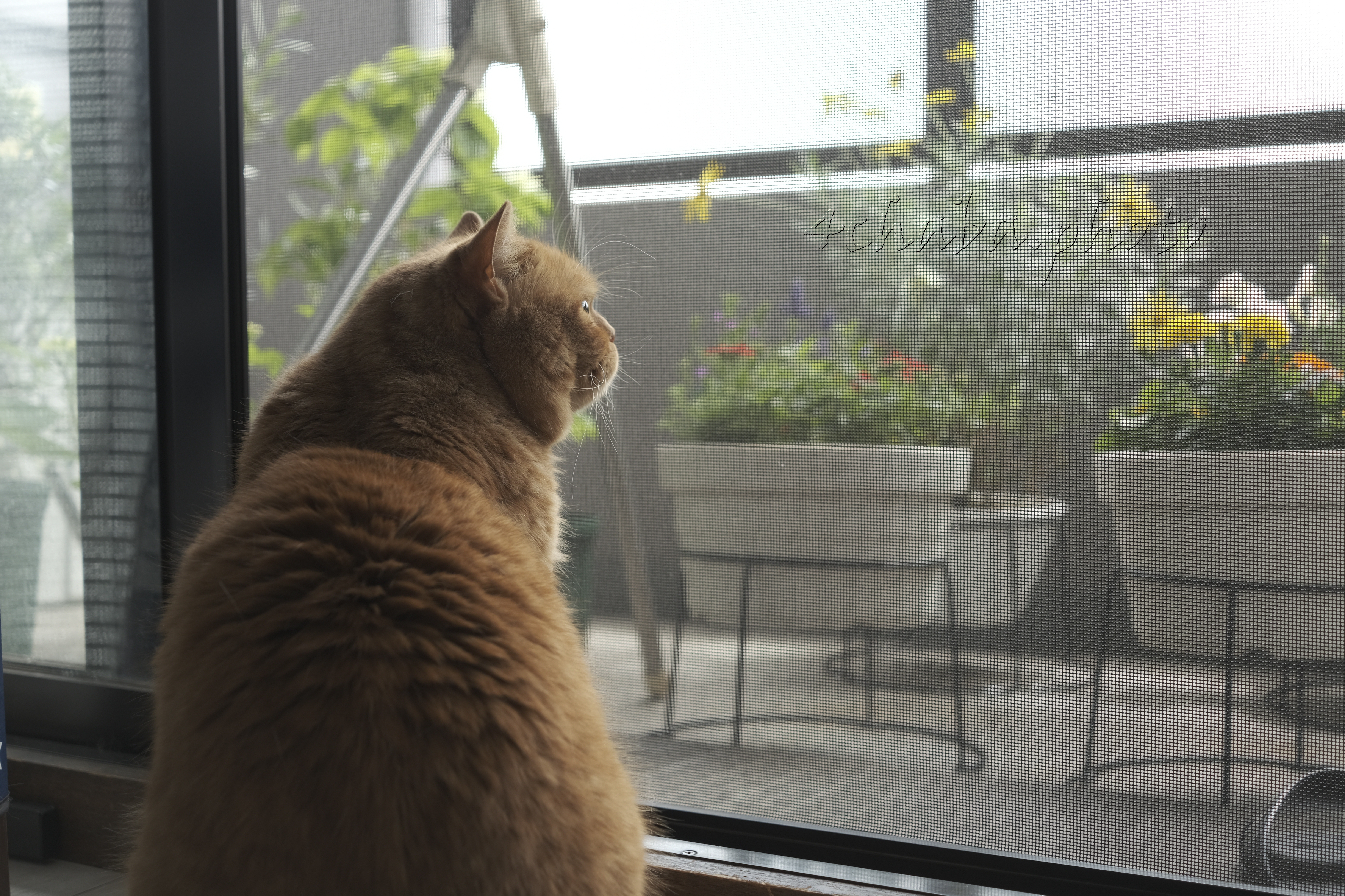 ニコン 1 NIKKOR 18.5mm f/1.8 ブラック コミュレビ」「エブリバディ・コンシェルジュ」｜マップカメラ｜日本