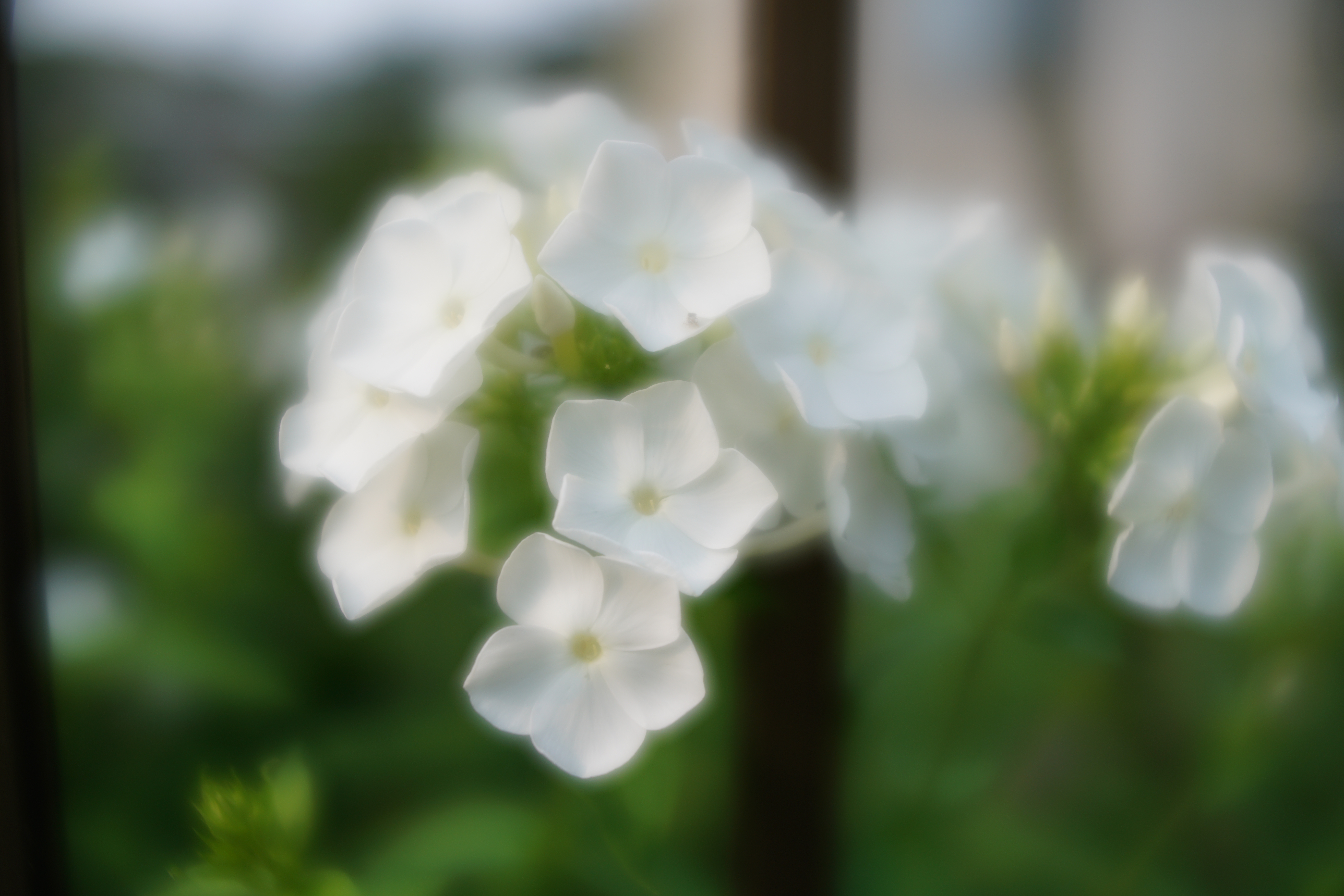 新品)Lensbaby (レンズベビー) Velvet 28 28mm F2.5 ソフト 新品)Lensbaby (レンズベビー) Velvet 28 28mm F2.5 ソフト