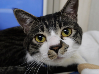 SIGMA 100-400mm f/5-6.3 DG OS HSM EFマウント ヨドバシ.com-新着情報-