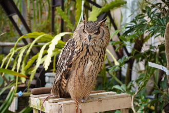 コミュレビ」「エブリバディ・コンシェルジュ」｜マップカメラ｜日本