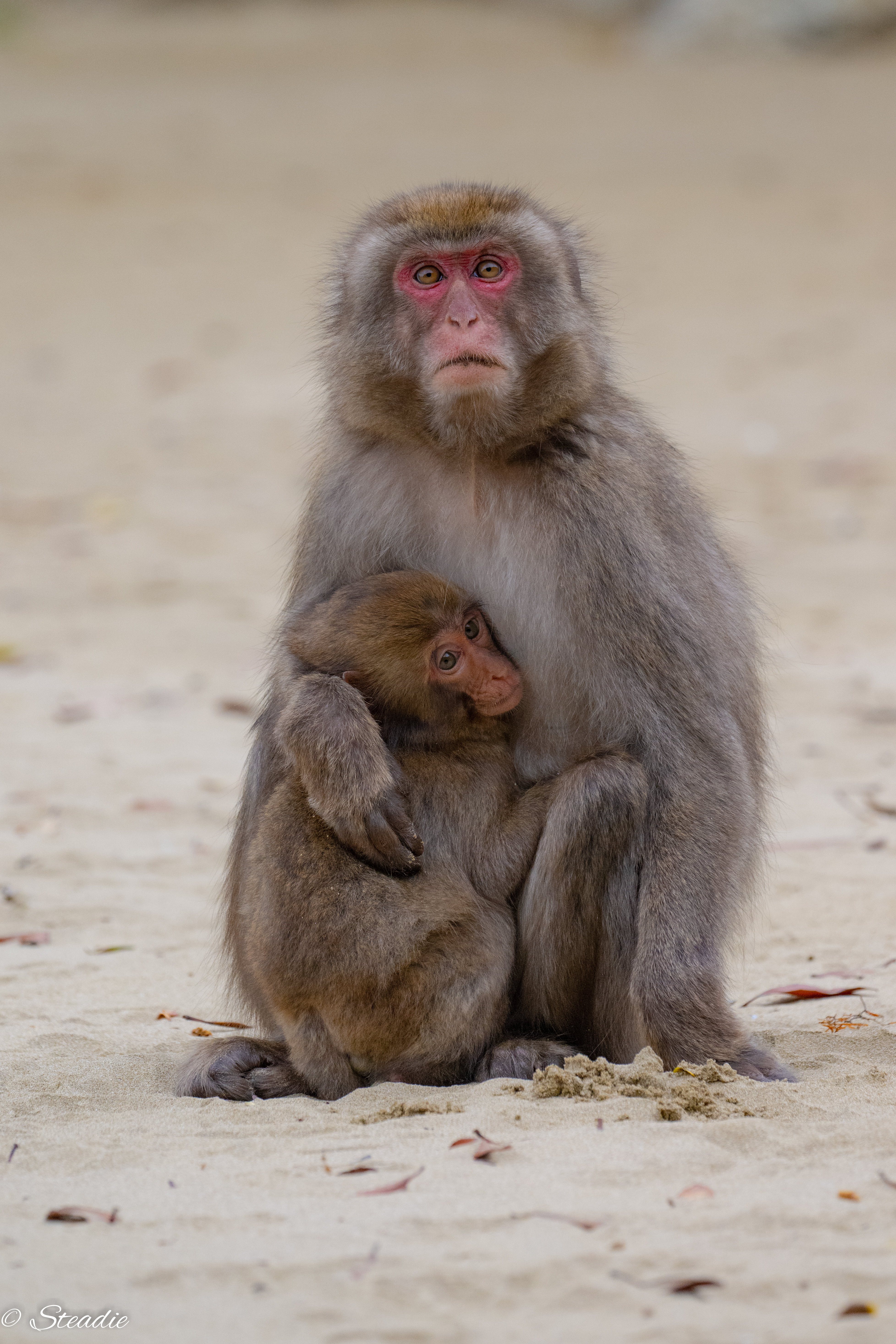 Olympus OM用 24/50/100mm 単焦点レンズ 新品)Thypoch（タイポッシュ） Simera 28mm F1.4 (ニコンZ用) ブラック