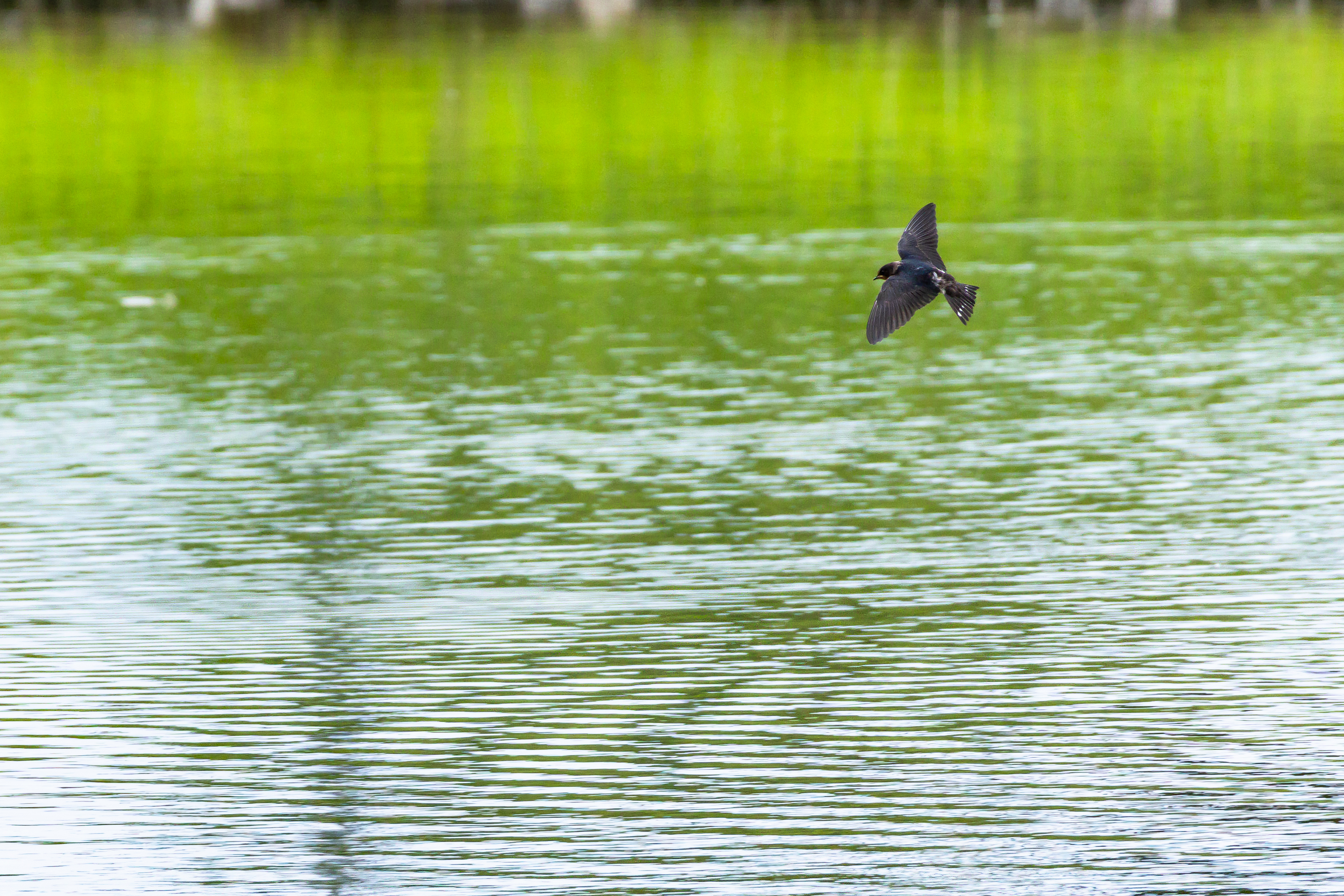 コミュレビ」「エブリバディ・コンシェルジュ」｜マップカメラ｜日本