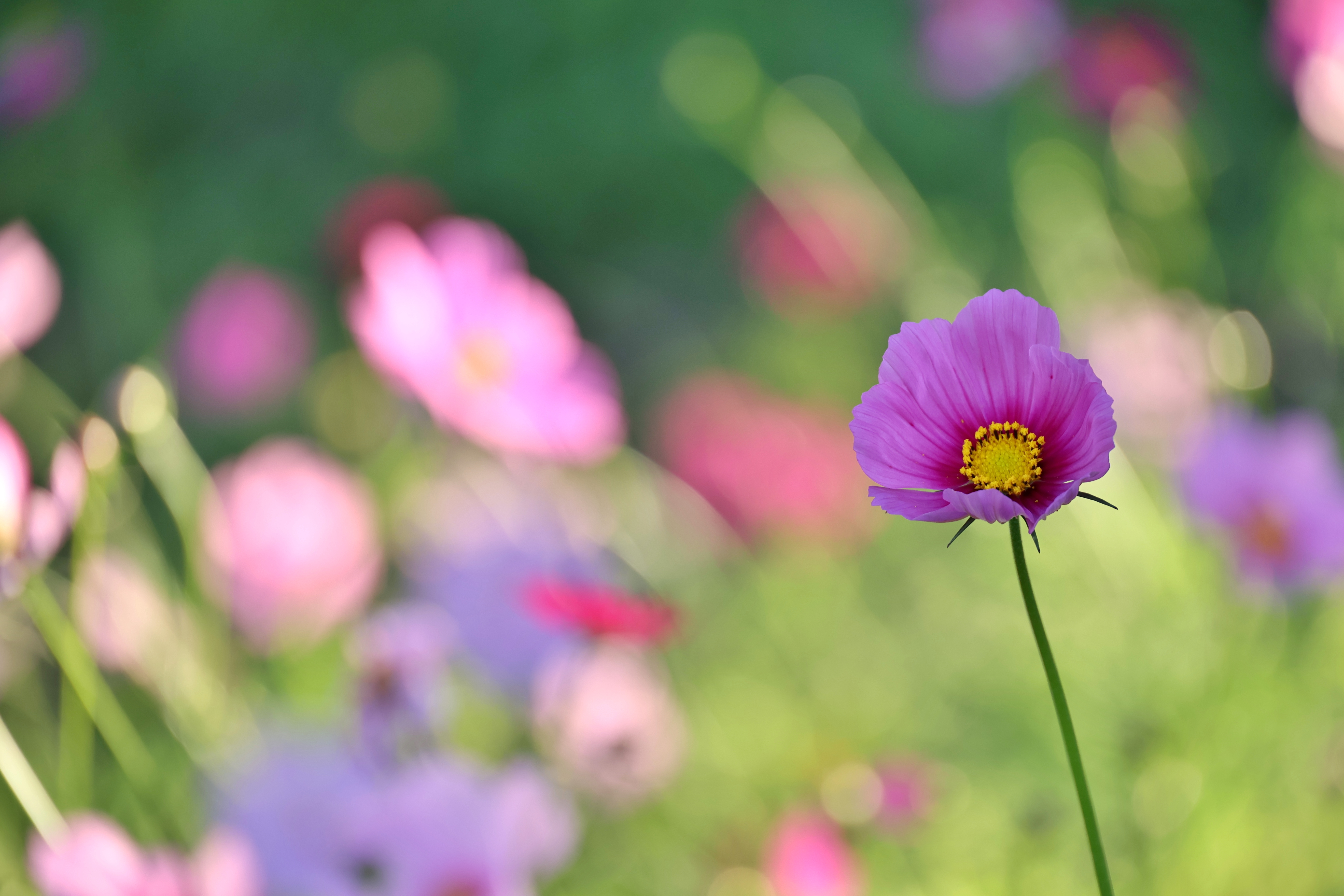レンズ(ズーム) OLYMPUS M.ZUIKO DIGITAL 14-42mm f3.5-5.6 コミュレビ」「エブリバディ・コンシェルジュ」｜マップカメラ