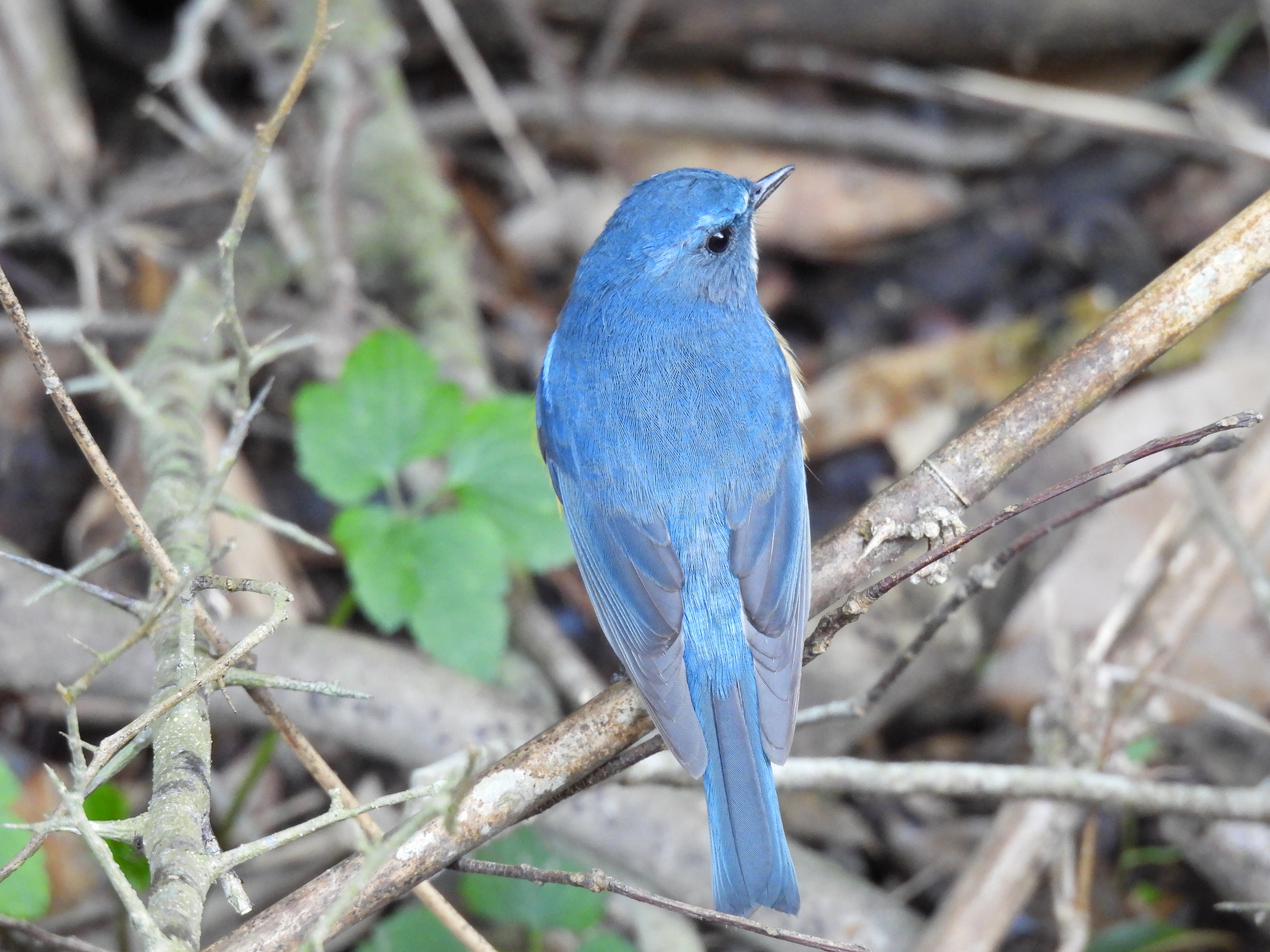 コミュレビ」「エブリバディ・コンシェルジュ」｜マップカメラ｜日本