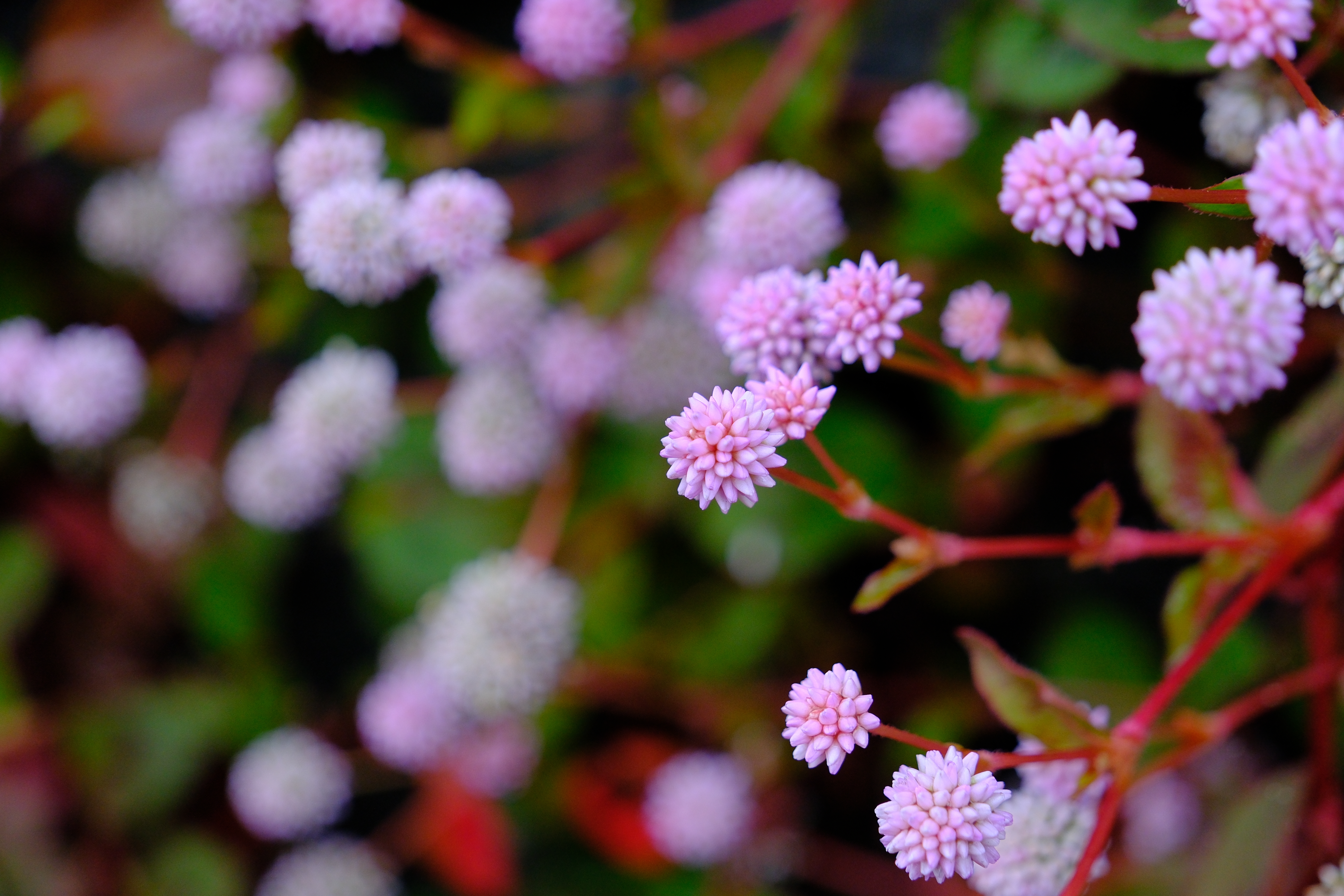 レンズ(ズーム) TAMRON18-300mm F3.5-6.3 Di III-A VC VXD コミュレビ」「エブリバディ・コンシェルジュ」｜マップカメラ｜日本