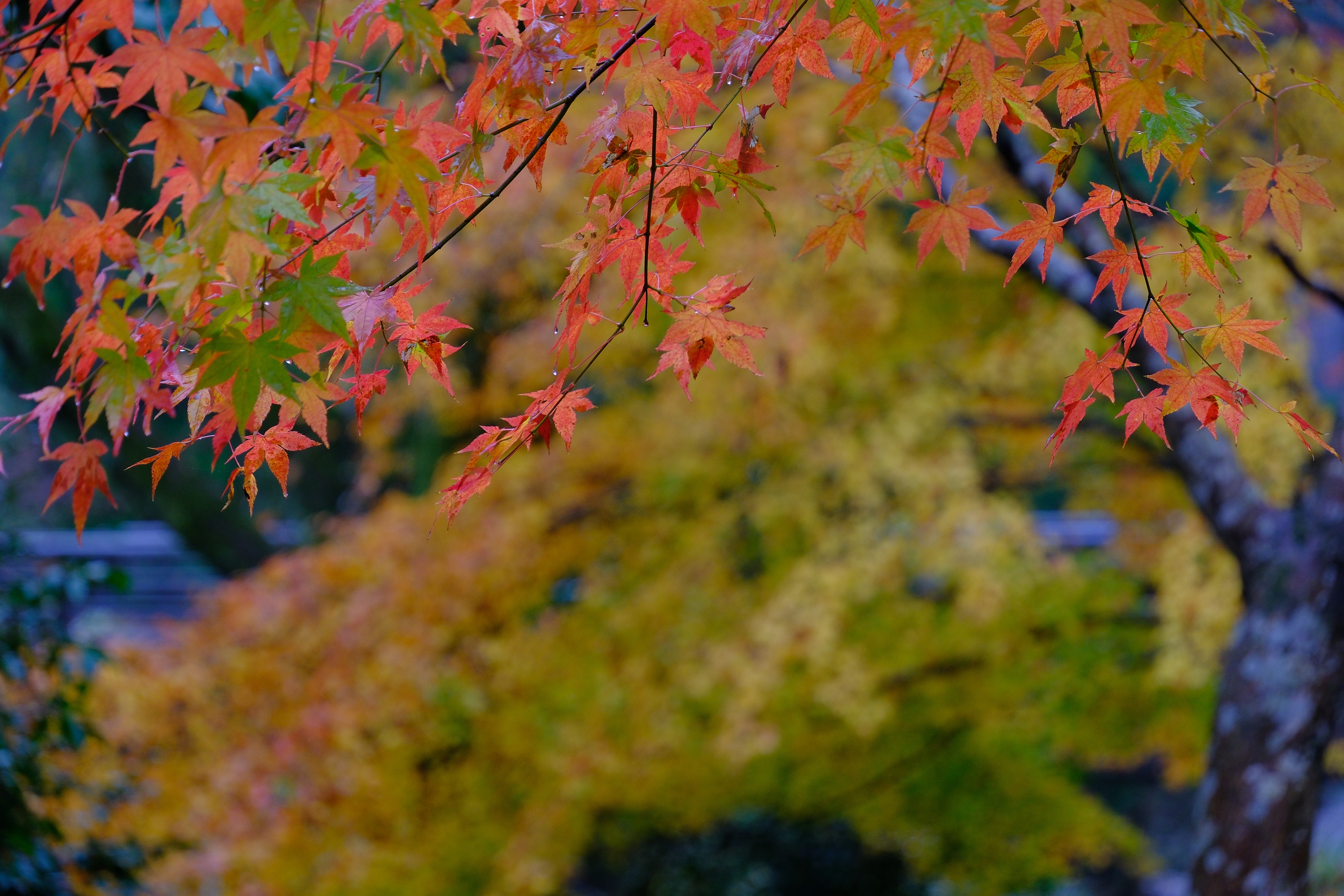 レンズ(ズーム) TAMRON18-300mm F3.5-6.3 Di III-A VC VXD コミュレビ」「エブリバディ・コンシェルジュ」｜マップカメラ｜日本