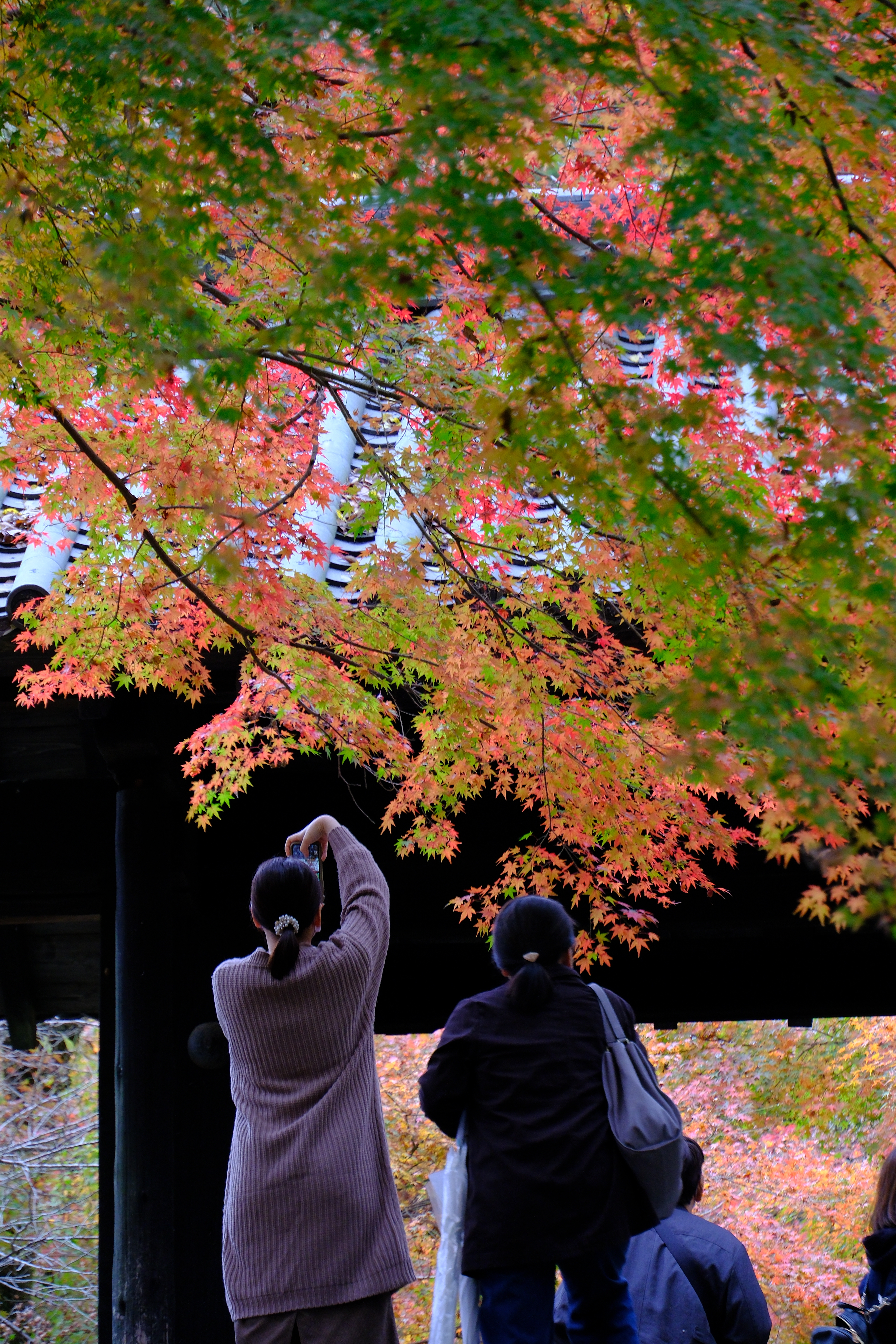 コミュレビ」「エブリバディ・コンシェルジュ」｜マップカメラ｜日本