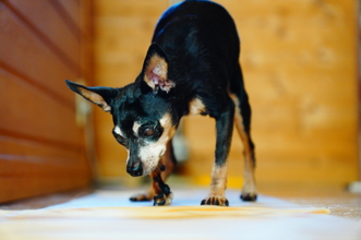 コミュレビ」「エブリバディ・コンシェルジュ」｜マップカメラ｜日本