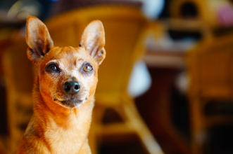 Nikon 1 NIKKOR 18.5mm f/1.8レンズ コミュレビ」「エブリバディ・コンシェルジュ」｜マップカメラ｜日本