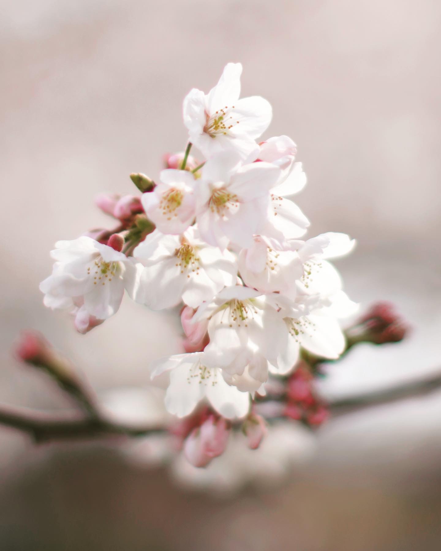 コミュレビ」「エブリバディ・コンシェルジュ」｜マップカメラ｜日本