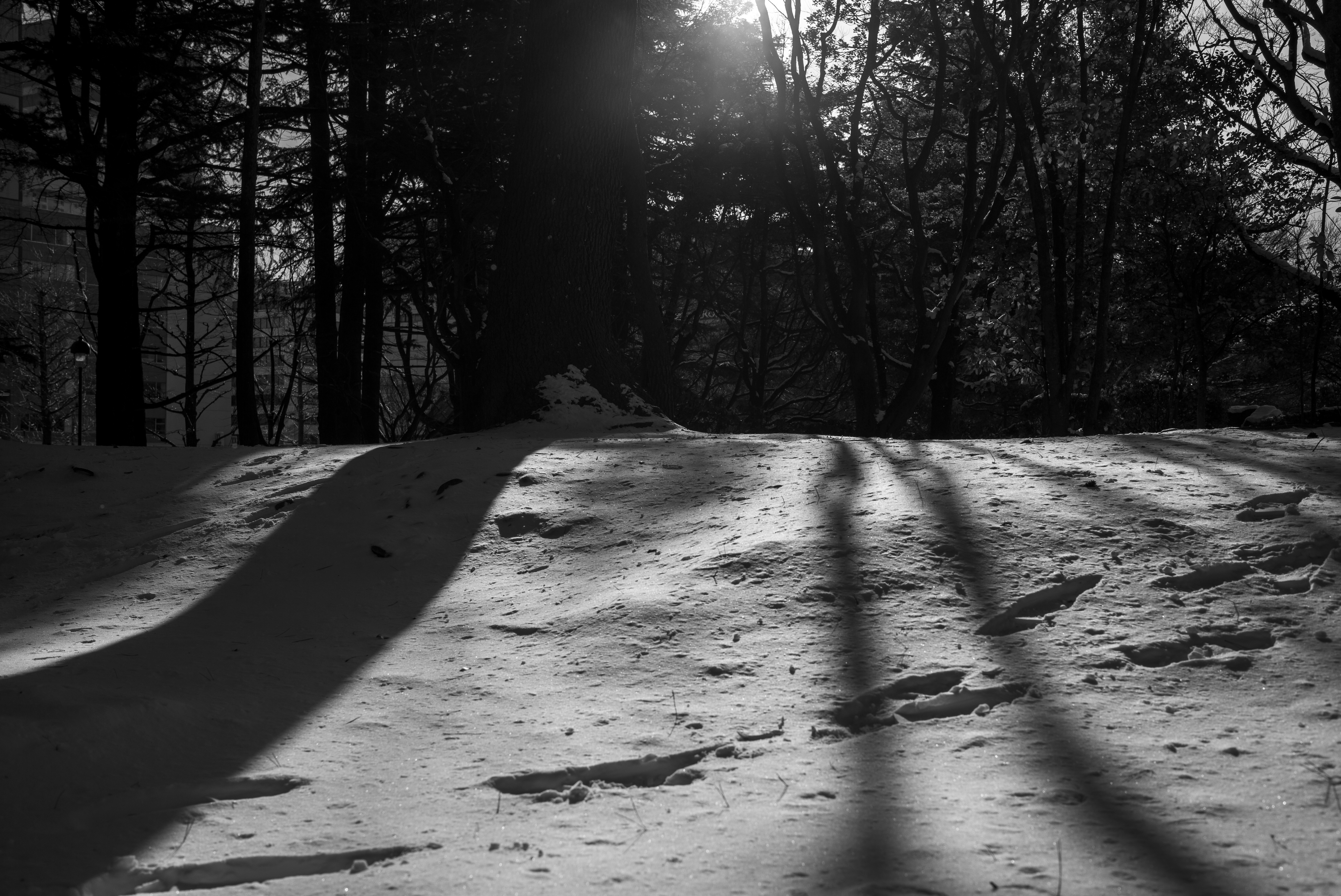 レンズ(ズーム) Nikon AF-S 18-200mm F3.5-5.6 G ED DX VR コミュレビ」「エブリバディ・コンシェルジュ」｜マップカメラ