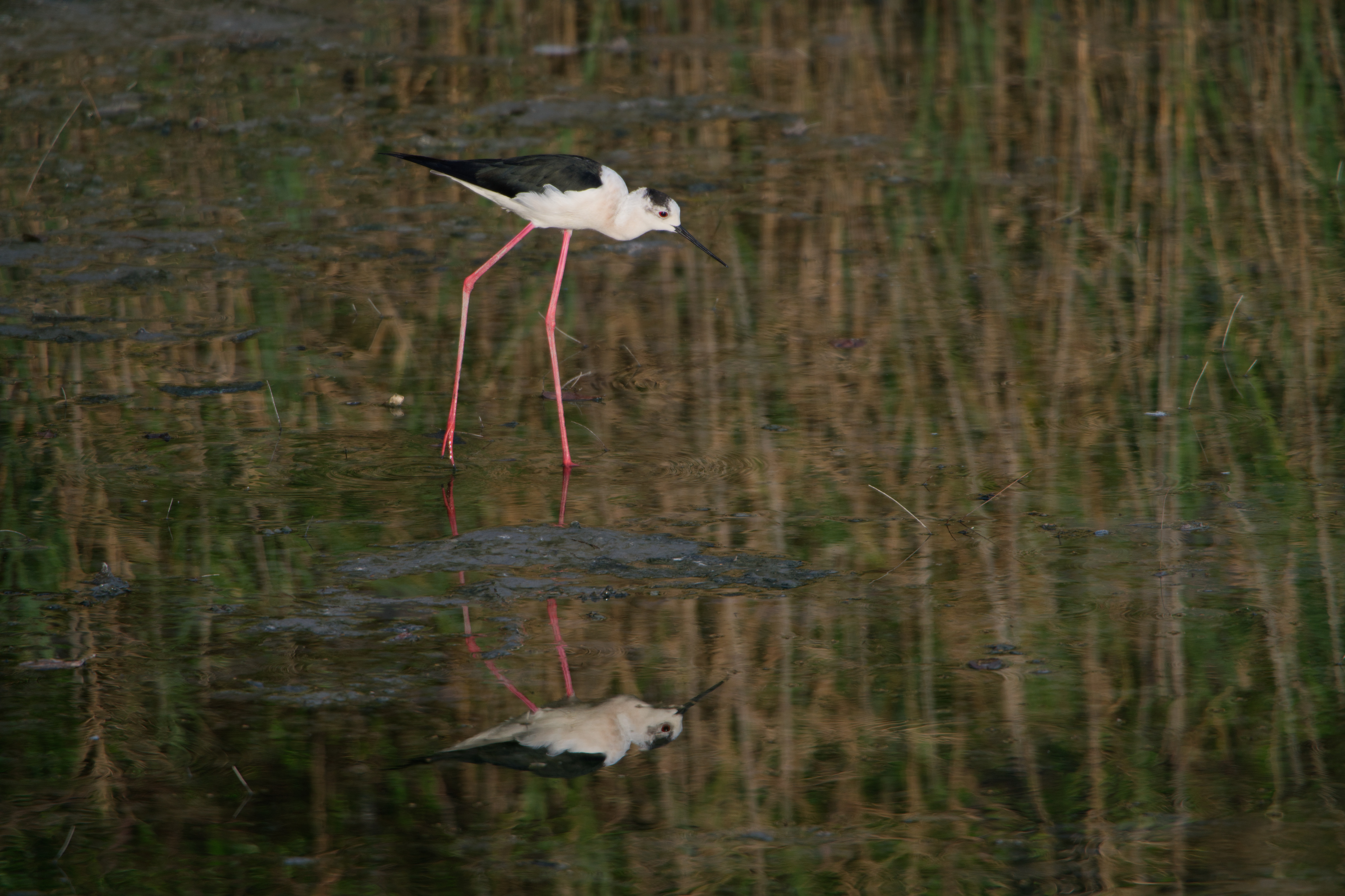 コミュレビ」「エブリバディ・コンシェルジュ」｜マップカメラ